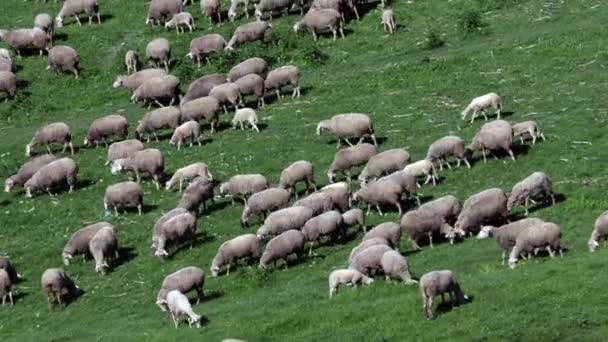 lammasparvi luonnollisella kukkulalla montagne-alueelta, lampaat syövät ruohoa, kevätkauden aika
 - Materiaali, video