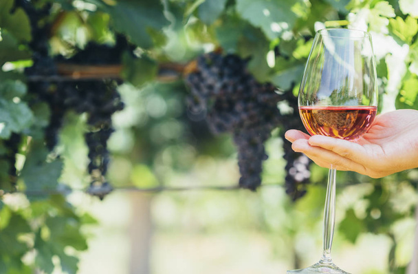 Жінка тримає стакан червоного вина на виноградниках. Дегустація вин
  - Фото, зображення