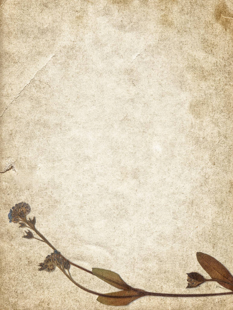 Fondo vintage con flor seca sobre textura de papel vieja
  - Foto, Imagen