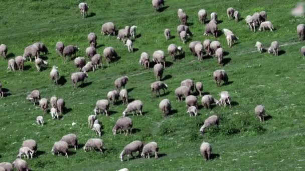 rebaño de ovejas en la colina natural de la zona montagne, ovejas comiendo hierba, tiempo de temporada de primavera
 - Metraje, vídeo