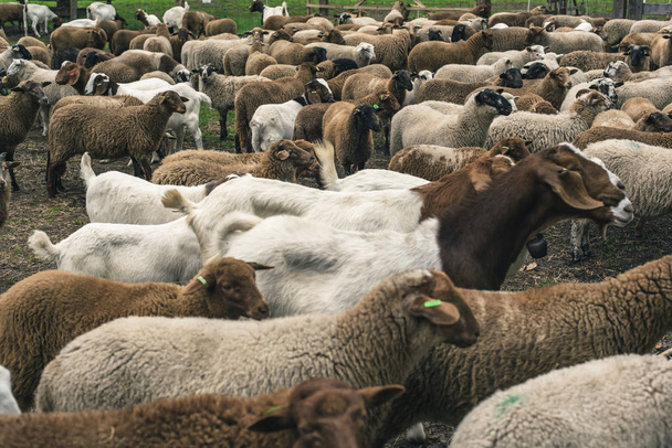 Manada de ovejas esperando en redil de ovejas
. - Foto, Imagen