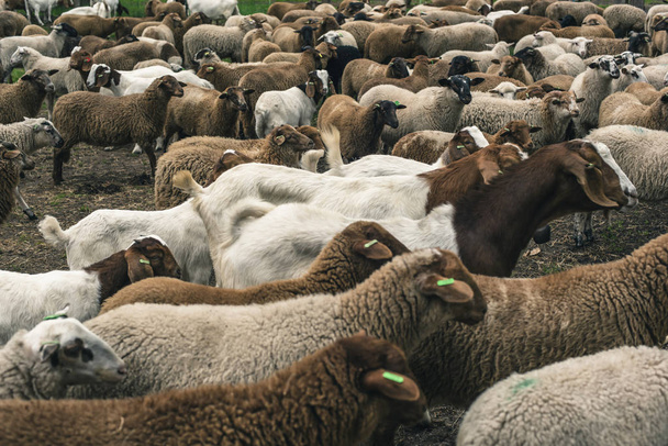 Manada de ovejas esperando en redil de ovejas
. - Foto, imagen