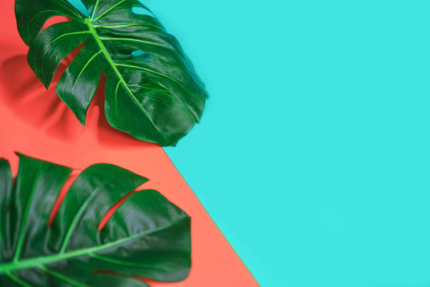 Tropical green palm monstera leaves or swiss cheese plant on pink coral and blue background. - Zdjęcie, obraz