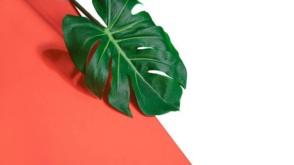 Tropical green palm monstera leaf or swiss cheese plant on pink coral and green background. - Fotó, kép