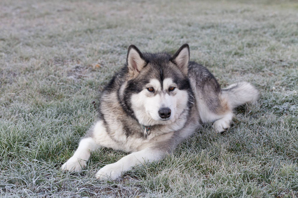 Dog breed alaskan malamute plays in a garden. Selective focus - Φωτογραφία, εικόνα