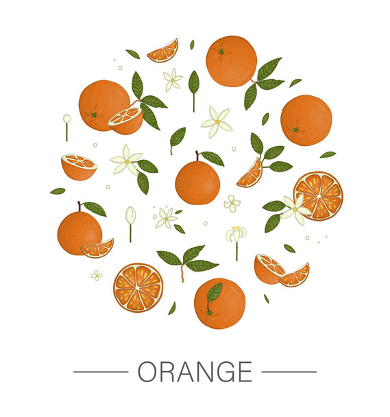 Vector  colored set of oranges framed in circle - Vector, afbeelding