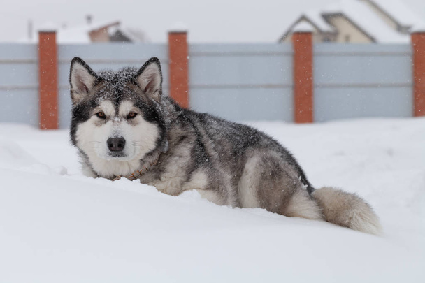 Dog breed Alaskan Malamute on a snow - Valokuva, kuva