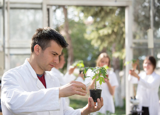 Agronomi tekee kokeilun taimi kasvihuoneessa
 - Valokuva, kuva