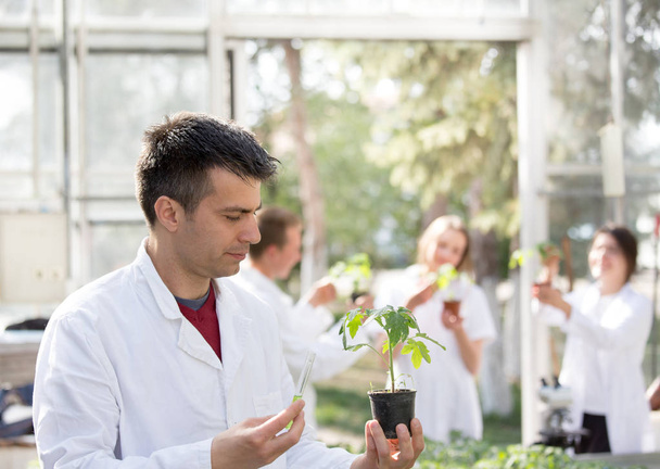 Agronomist doing experiment on seedling in greenhouse - Foto, Imagen