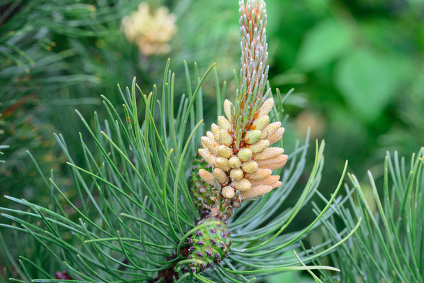 Pinus mugo męskie kwiaty - Zdjęcie, obraz