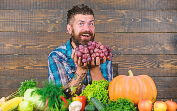 Farmer proud of grapes harvest. Man hold grapes wooden background. Vegetables organic harvest. Farmer bearded guy with homegrown harvest on table hold grapes. Grapes from own garden. Farming concept - Foto, immagini