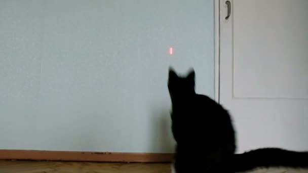 Zwarte kat grappig springt op de muur achter een laser pointer thuis Slow Motion - Video