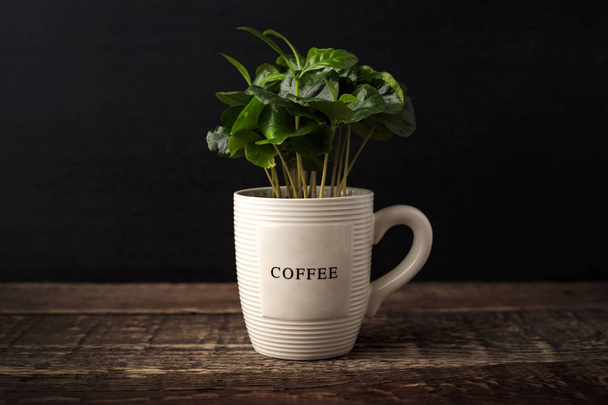 young coffee sprouts grow in a cup on a wooden vintage table, dark background - Fotó, kép