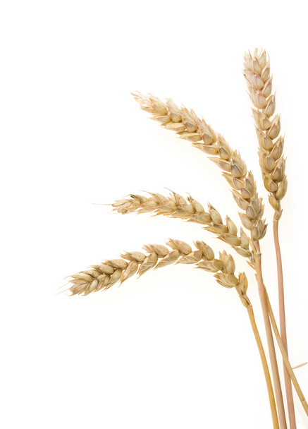 oreja de trigo aislada en blanco
 - Foto, Imagen