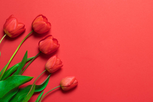 Red tulips on a red background with space for text. Flat lay, top view. - Zdjęcie, obraz