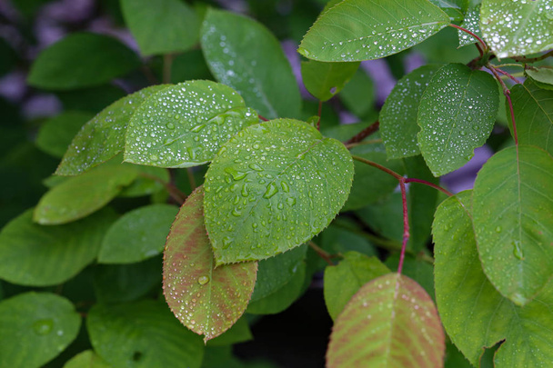 Folhagem verde é coberta com gotas de umidade após a chuva
 - Foto, Imagem