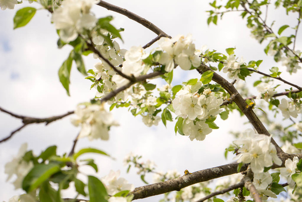 Jablečný strom. Na jaře bílé květy jablek. Symbol lásky, radosti, květu, naděje. Nejdřív růžové, pak květiny bílé. Obraz byl převzat na jaře, v jasném, slunném dnu. - Fotografie, Obrázek
