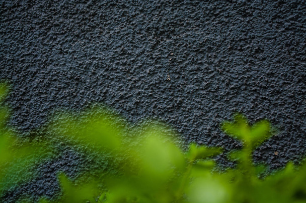 Grijze monoforische achtergrond of textuur met ruwheid. Blauwe tint. Pleister op een muur. Helder groen blad van struiken. - Foto, afbeelding