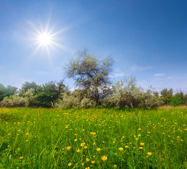όμορφα καλοκαιρινά πράσινα χωράφια την ηλιόλουστη μέρα, φυσικό φόντο - Φωτογραφία, εικόνα