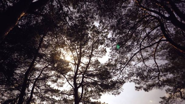Viejos pinos altos se balancean en el viento contra el cielo. Troncos de árboles balanceándose, silbando ramas. En otoño, primavera en clima soleado
 - Foto, Imagen