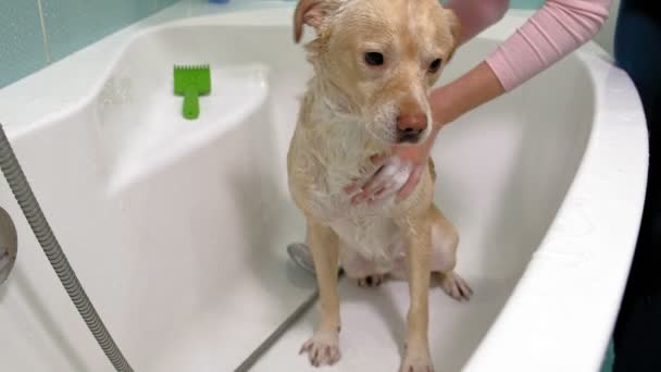 Μια γυναίκα πλένει ένα σκύλο στο μπάνιο. Φροντίδα ζώων - Πλάνα, βίντεο