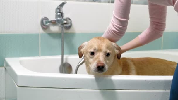 A nő kimossa a kutyát a fürdőszobában. Állatgondozás - Felvétel, videó