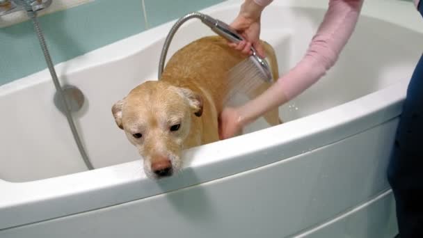 Frau wäscht Hund im Badezimmer. Haustierpflege - Filmmaterial, Video