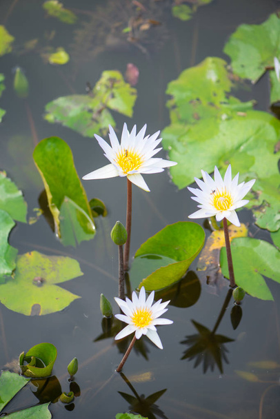 Ninfee, Lotus o Waterlily fiore in piscina
 - Foto, immagini