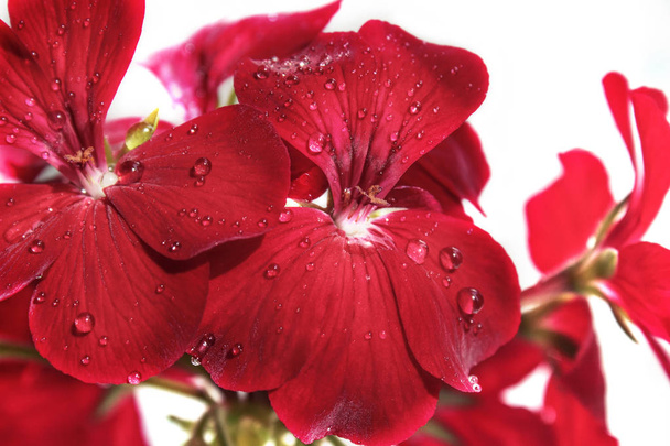 Flowers red geranium close up. Home red geranium on a white background with drops of water. Macro. - Photo, Image