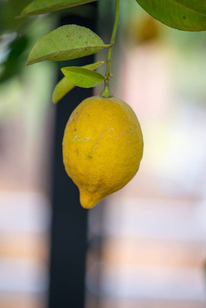 yellow lemon on tree in garden - Fotoğraf, Görsel