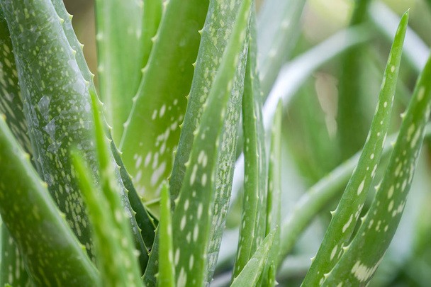 Close up Aloe Vera Plant - Photo, Image
