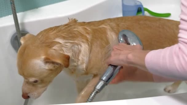 Μια γυναίκα πλένει ένα σκύλο στο μπάνιο. Φροντίδα ζώων - Πλάνα, βίντεο