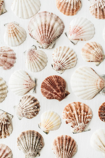 Sea shells pattern on white background. Flat lay, top view minimal scallop texture. - Foto, afbeelding