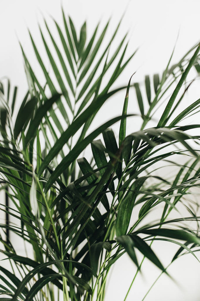 Closeup de folhas de palma no fundo branco. Conceito de natureza tropical
. - Foto, Imagem