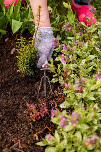 Επεξεργασία και φροντίδα του εδάφους στον κήπο. Ο κηπουρός καλλιεργεί τη γη γύρω από τον καταπράσινο θάμνο, τον σπορόφυτο. Χαλάρωση του εδάφους από τσουγκράνες κήπου. μικρή εκσκαφέας κήπου. - Φωτογραφία, εικόνα