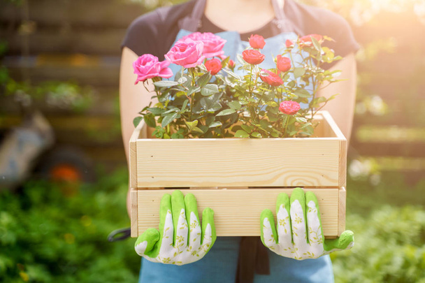 Picture of woman in gloves with box with roses standing in garden - Foto, Imagem