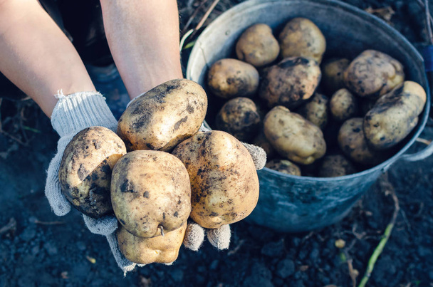 A farmer in gloves holds potato tubers in the garden - Fotó, kép