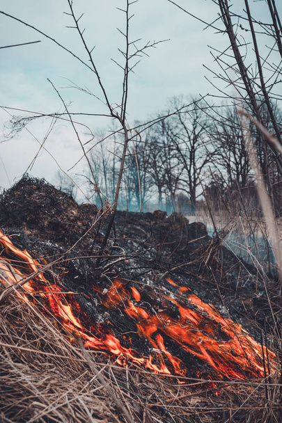 La hierba arde, cuyo fuego destruye todo a su paso
 - Foto, imagen