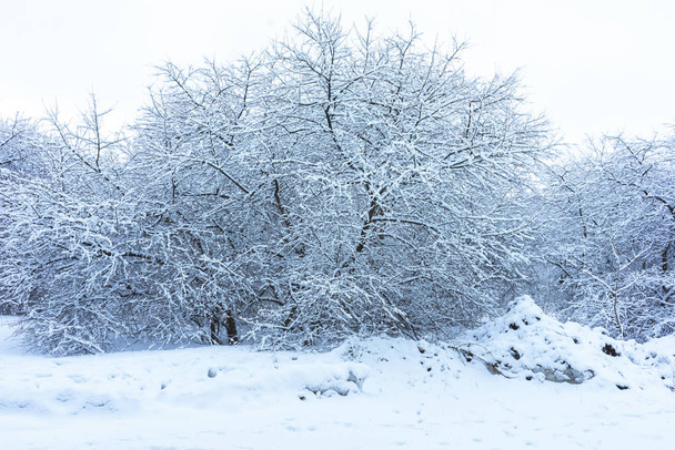 Winter Park in Snow - Foto, imagen