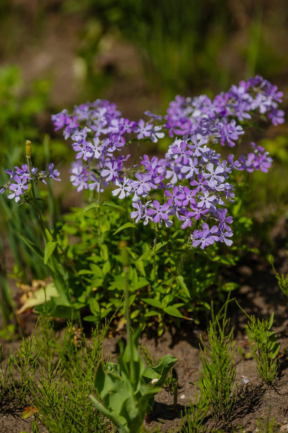 晴天の春の庭で5月に咲くフロックス・スブラタ - 写真・画像