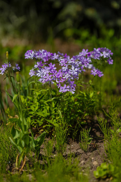 Phlox subulata blooming in May in the garden in spring in sunny weather - Photo, Image