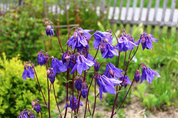 columbina azul en el jardín
 - Foto, imagen