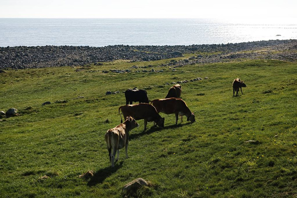 Sommer blühende Kuh Petersilie mit strahlend blauem Himmel und Meer - Foto, Bild