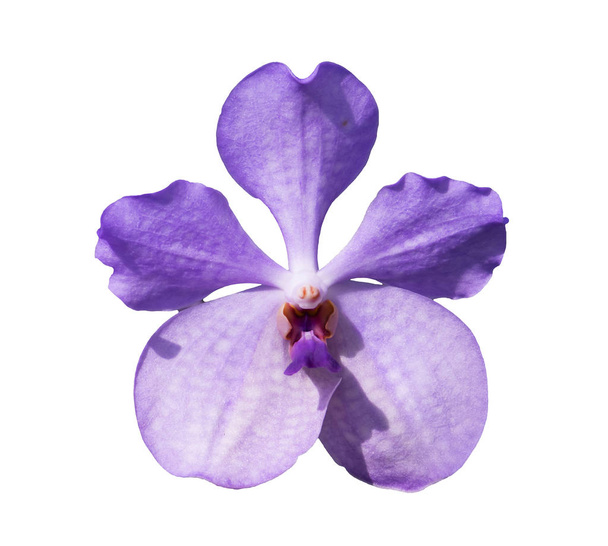Flor de orquídea púrpura aislada sobre fondo blanco - Foto, Imagen