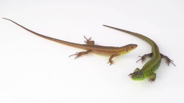 Two lizards on a white background - Footage, Video