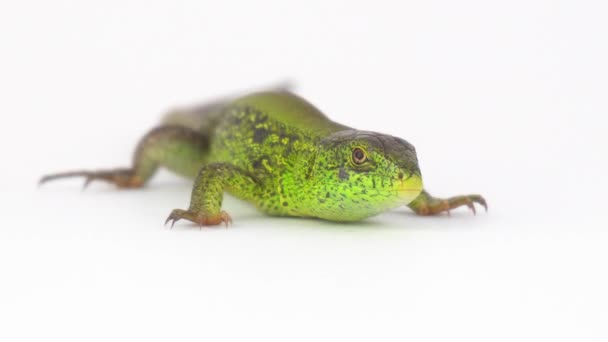 Green lizard on white background - Footage, Video