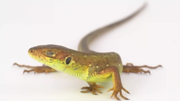 Brown lizard on white background - Footage, Video