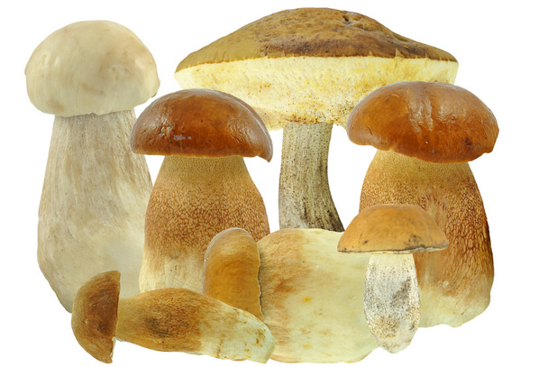 Mushrooms - Fotó, kép