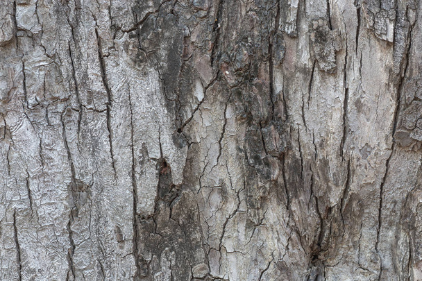 ağaç kabuğu dokusu arkaplanı - Fotoğraf, Görsel
