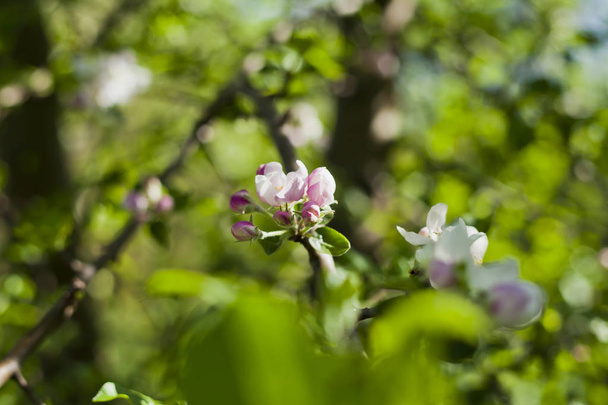 Весной розовый и белый цвет яблони фон цветущий зеленый малус дерево в саду
. - Фото, изображение